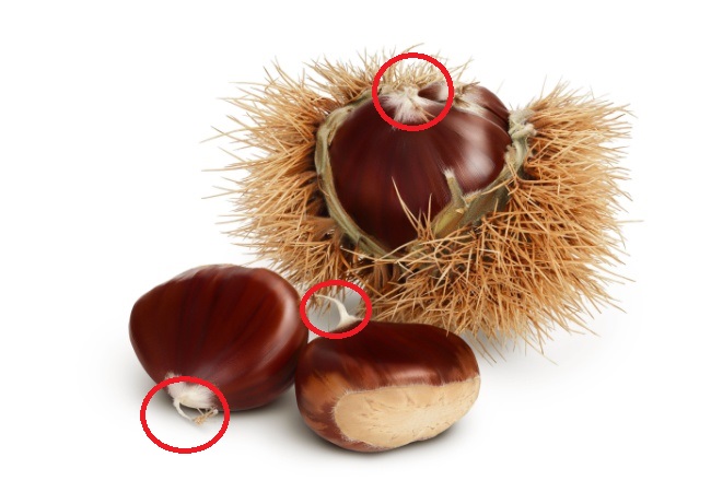 Ciuffi delle castagne commestibili